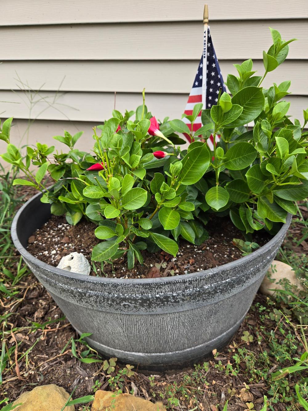 Mandevilla Plant W/ Large P... image