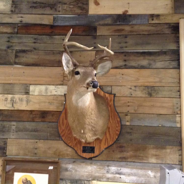 7 point whitetail deer moun... image