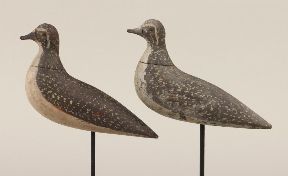 Pair of tack eye golden plover image