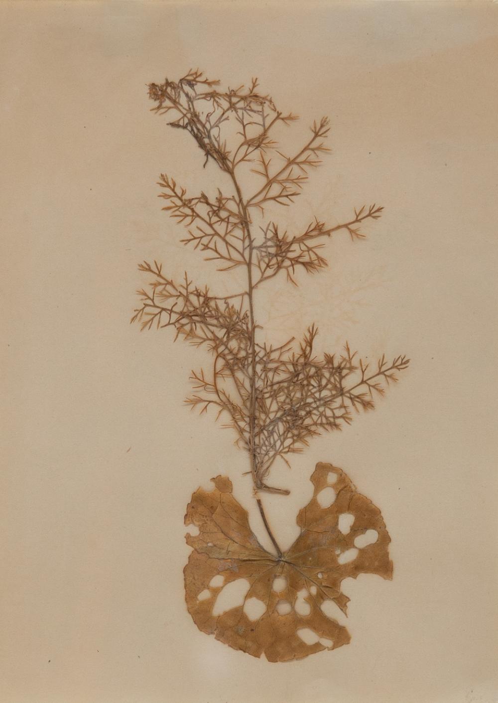 Joseph Stella, (American, 1877-1946), Chamomile Sprig and Leaf, leaves collage on paper, 8 3/4 x 6 1/2in (22.2 x 16.5cm)