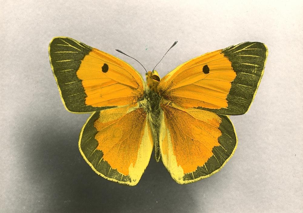 Antique / Vintage Rare Quality French Tradecard Butterfly