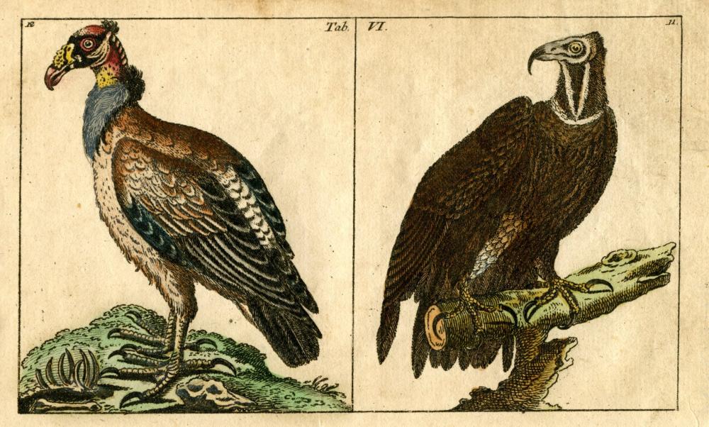 Antique Colored Cooper Engraving - Birds Printed 1780