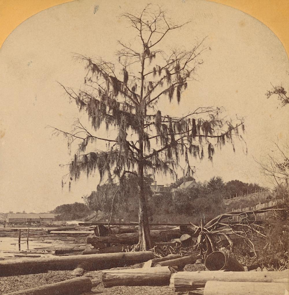 Antique Real Photo Stereovi... image