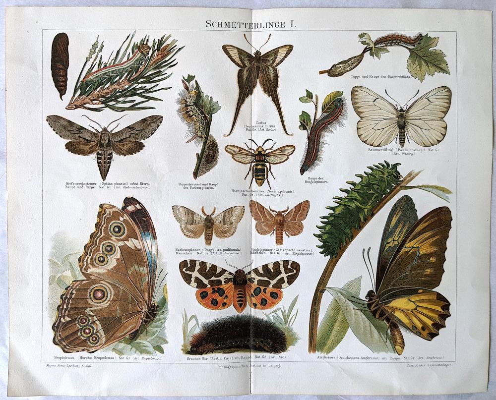 Beautiful Antique German Color Print with Butterflies, 19th C.