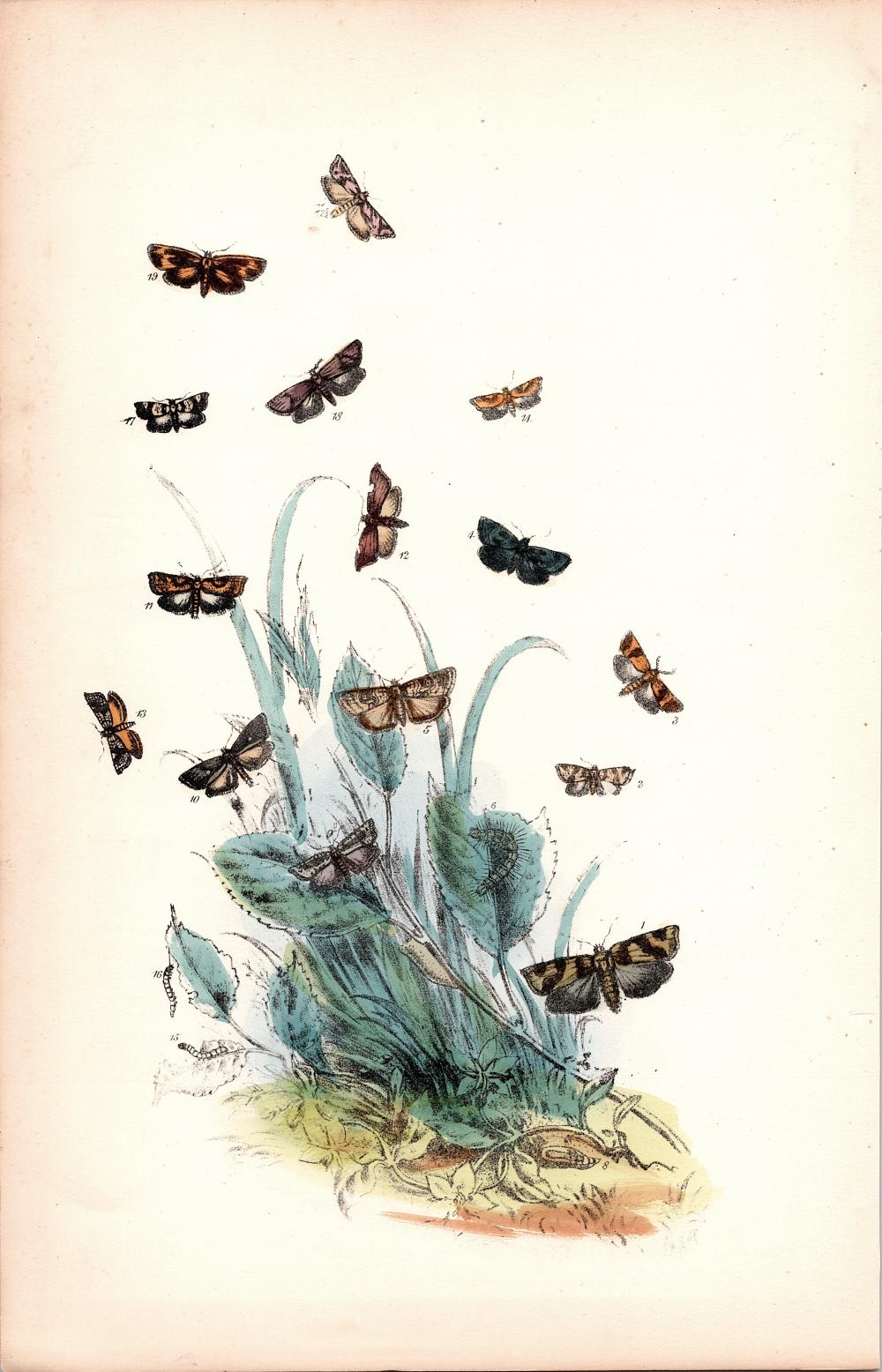 Hand Colored Moths Litho By Noel Humphreys, 1860