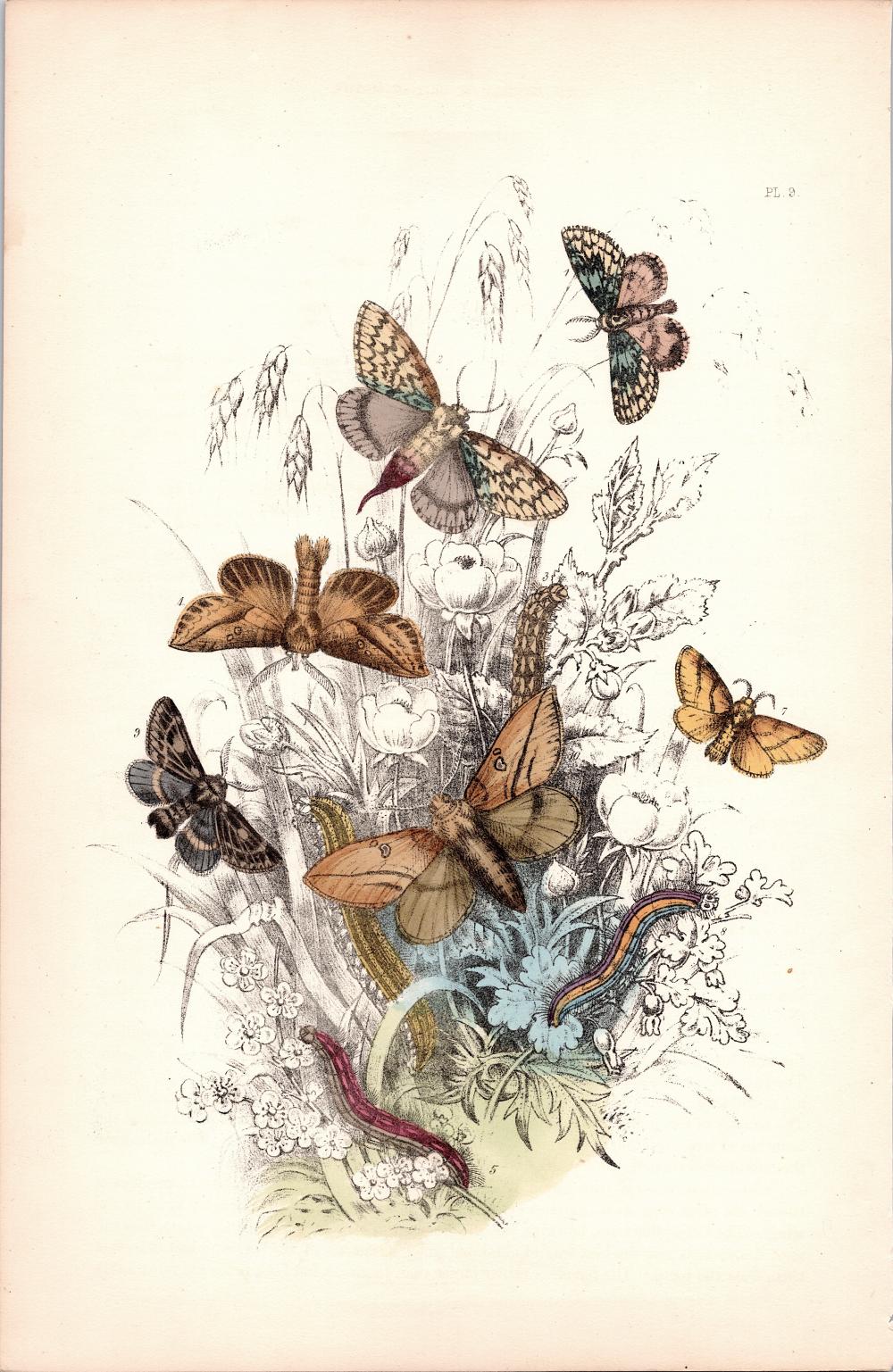 Antique Colored Print Moths Insects NOEL HUMPHREYS, 1860