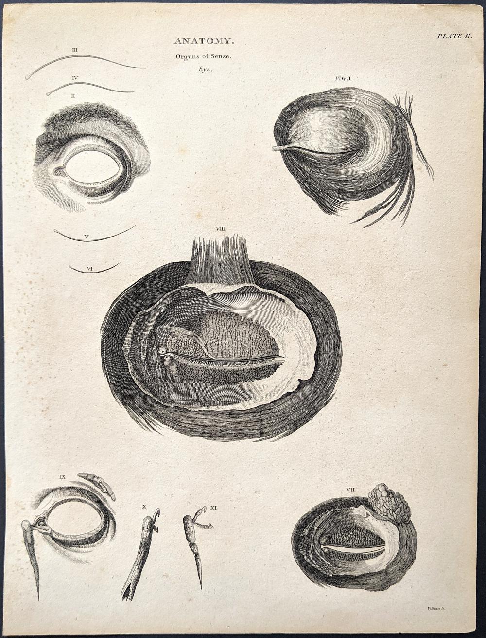Antique Rare Anatomy Engraving with Organs of Sense