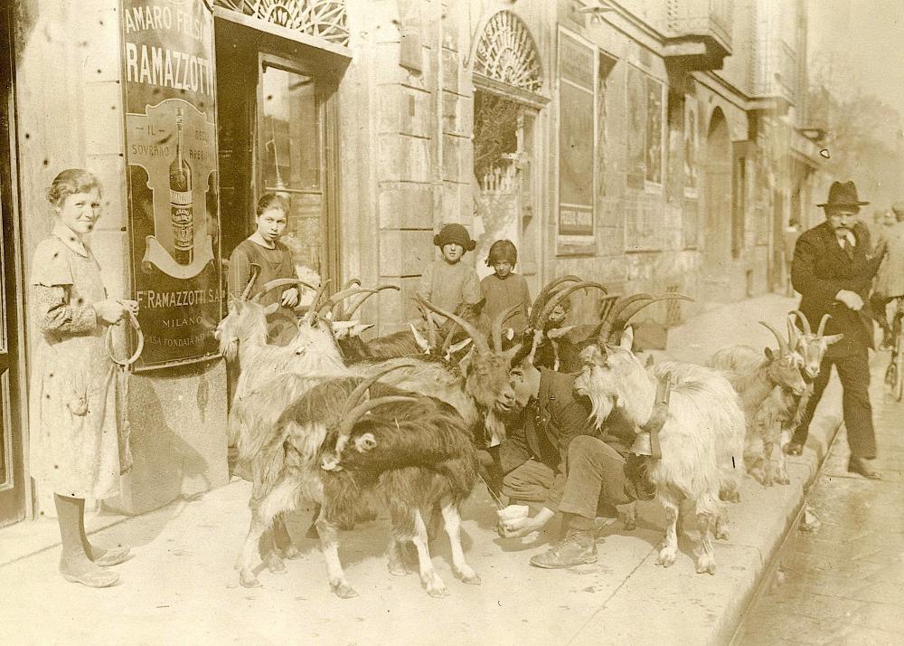 Antique Photograph Berlin Street Milking Goats