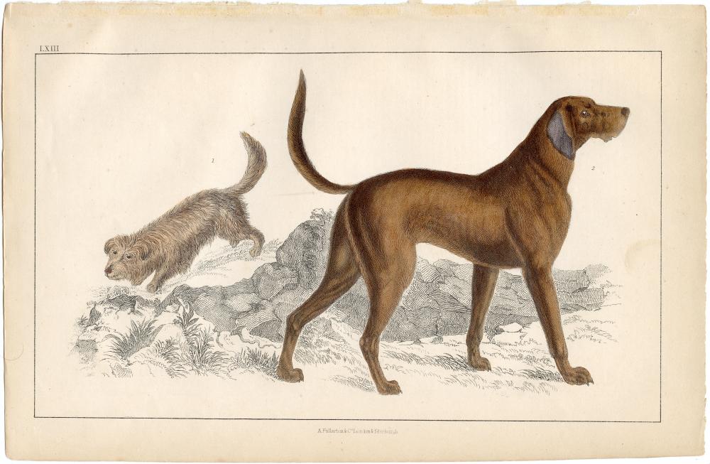 Antique Hand Colored Litho Dog Fullarton, 1836