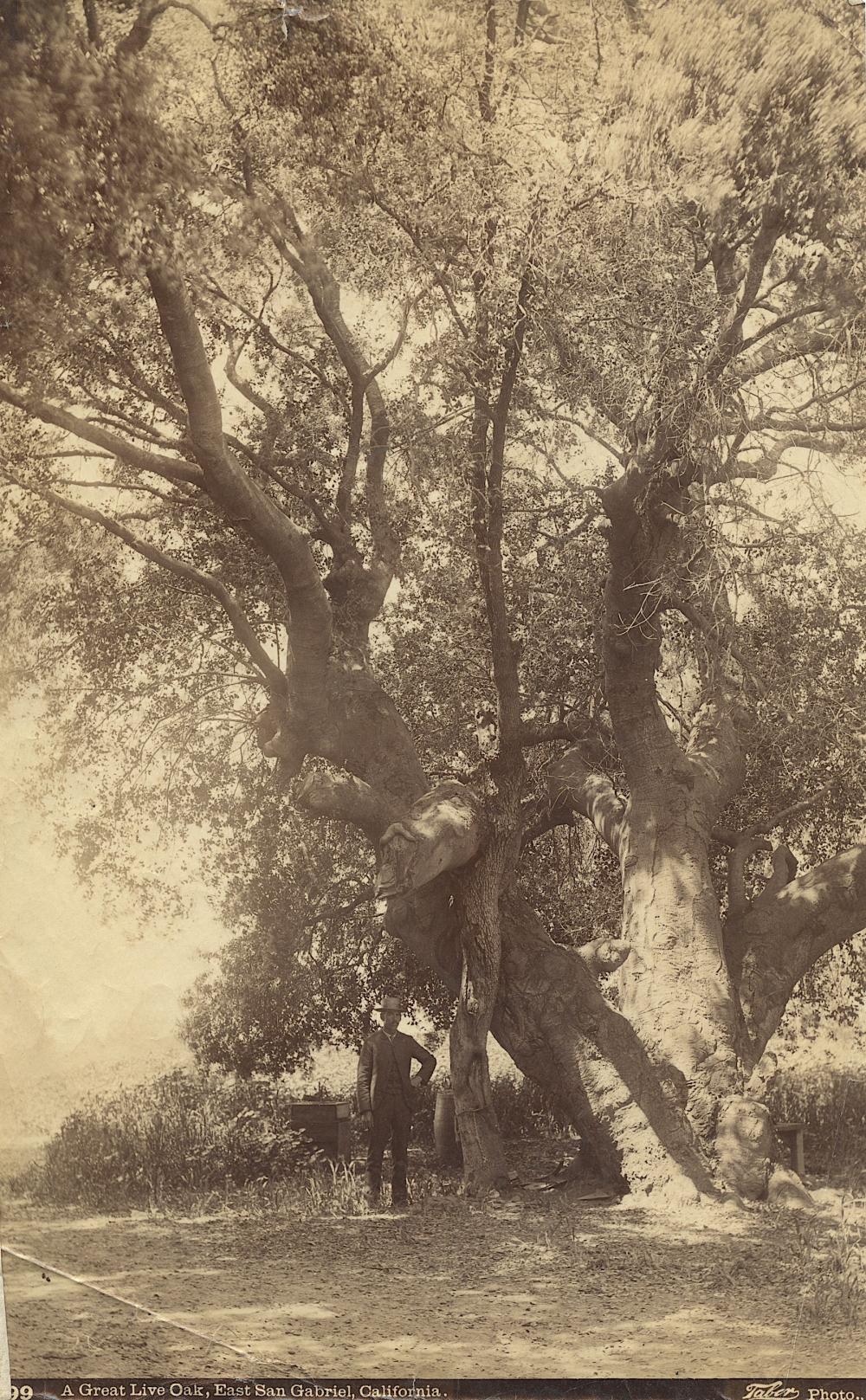 Rare Antique Photograph Oak Tree CA