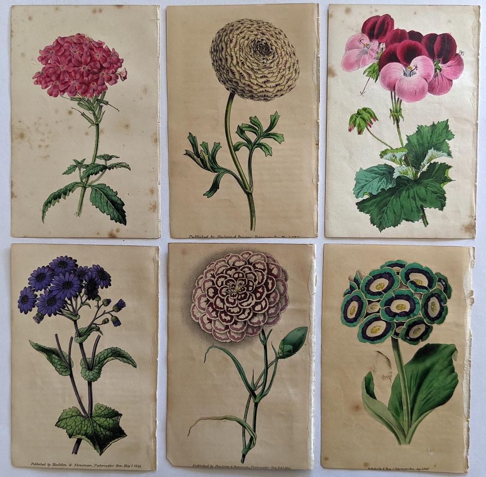 Set 6 Antique Colored Prints, Flowers, James Andrews