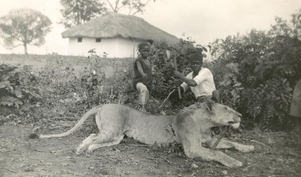 Real Photo Postcard Hunters Lion Female Africa, 1937