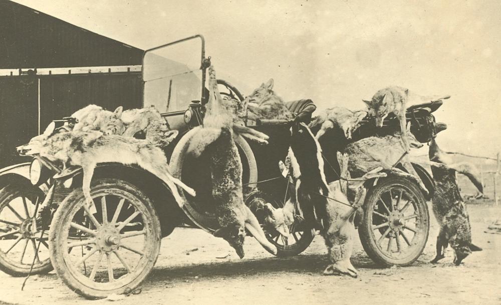 Antique Photo Car Transportation Hunted Fox