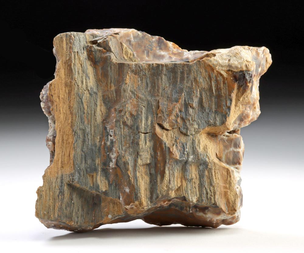 Large North American Natural Petrified Wood