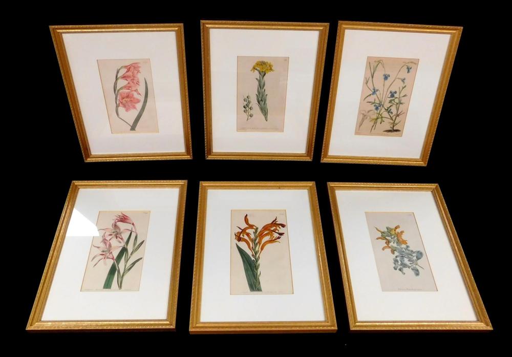 Six 18th / 19th C. Curtis hand painted botanical engravings, published between 1790- 1840, vibrant colors, all in matching matts and...