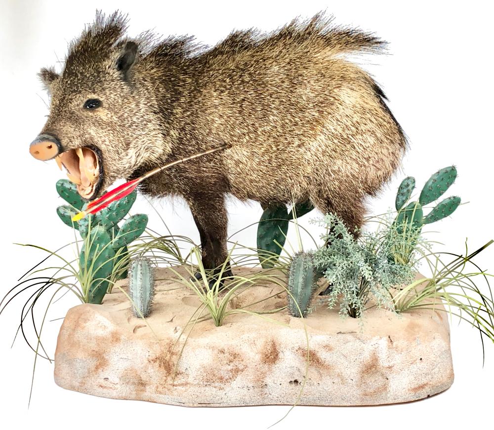 Javelina Taxidermy Full Body Mount Desert Scene
