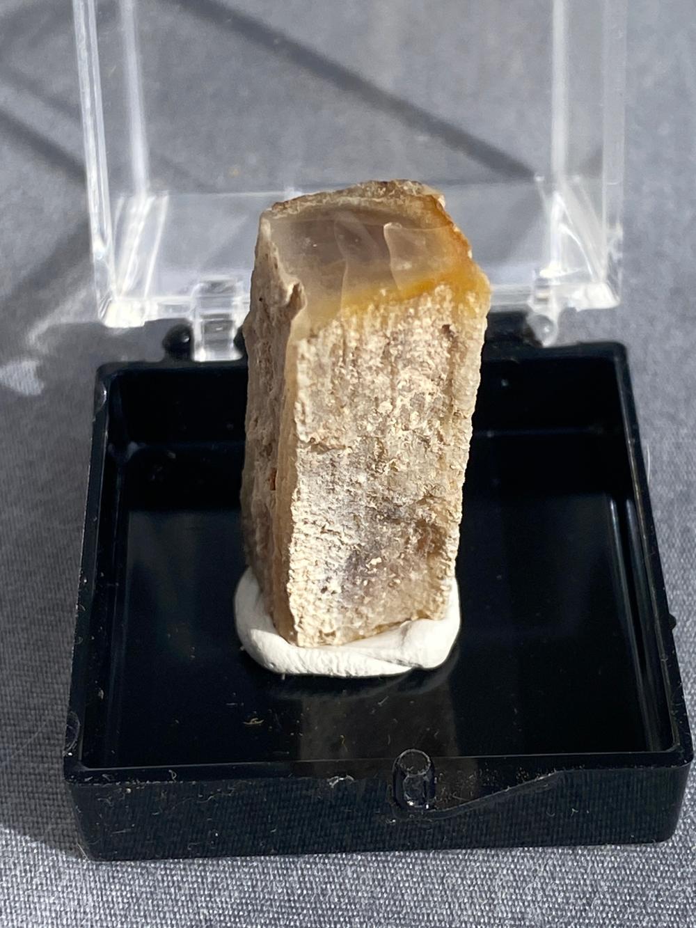 Opal, Wood, Virgin Valley, Fossil, Collectible, Sp