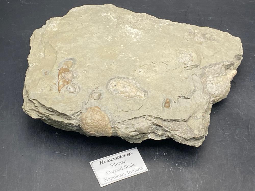 Cystoid, Holocystites, Fossil, Rock, Natural, Decor, Collectible,