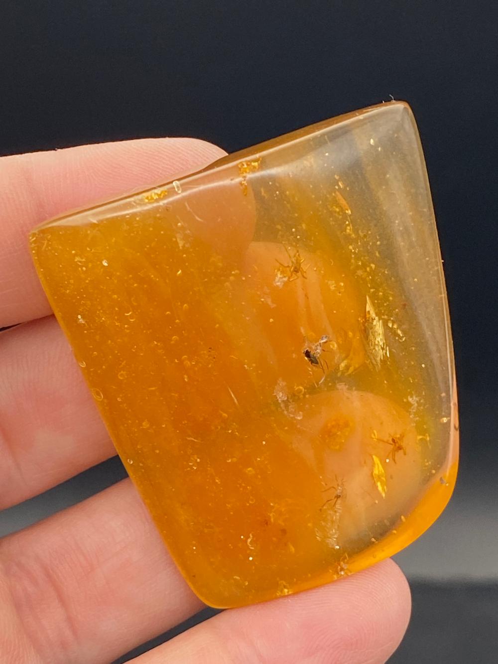 Amber, Fossil, Natural, Collectible, Specimen, Insect