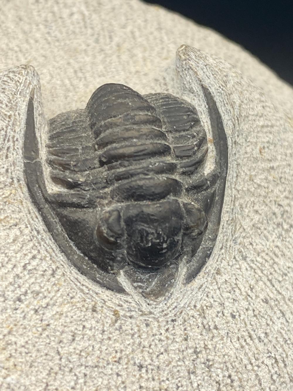 Trilobite, Fossil, Rock, Natural, Collectible, Specimen