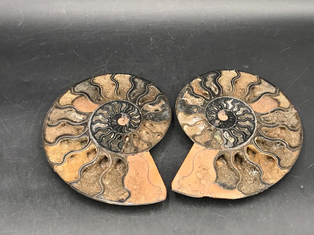 Ammonite, Fossil, Rock, Natural, Collectible, Specimen