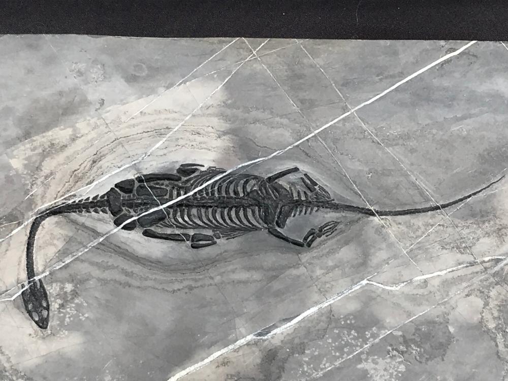 Dinosaur, Fossil, Natural, Collectible, Specimen,
