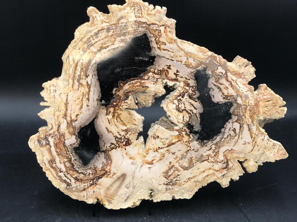 Petrified Wood, Fossil, Rock, Natural, Decor, Collectible, Slab