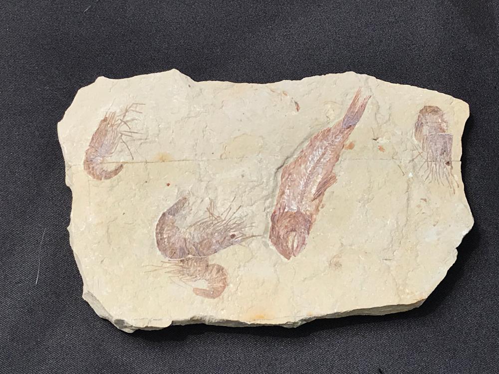 Shrimp, Fish, Fossil, Rock, Natural, Decor, Collectible, Specimen