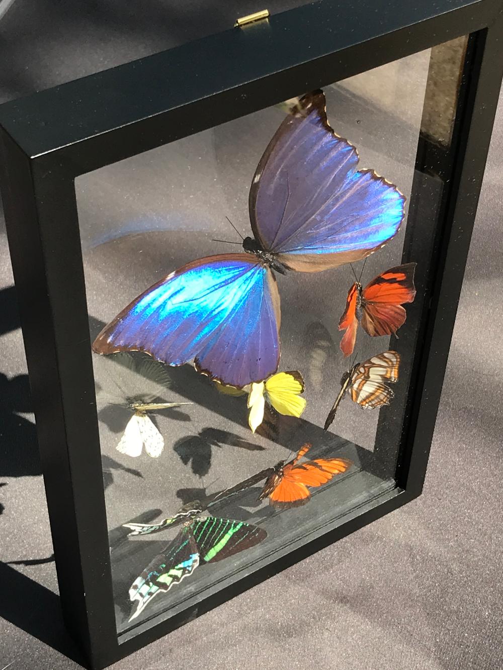 Butterfly, Natural, Decor, Collectible, Insect