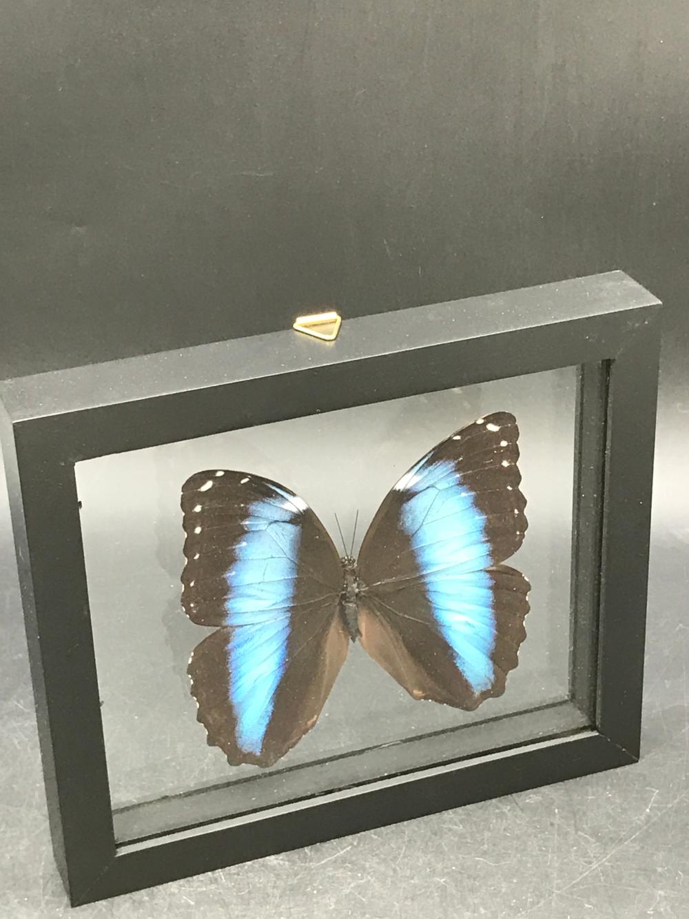 Butterfly, Natural, Decor, Collectible, Insect