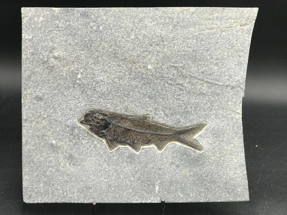 Fish, Fossil, Rock, Natural, Decor, Collectible, Specimen, Green River