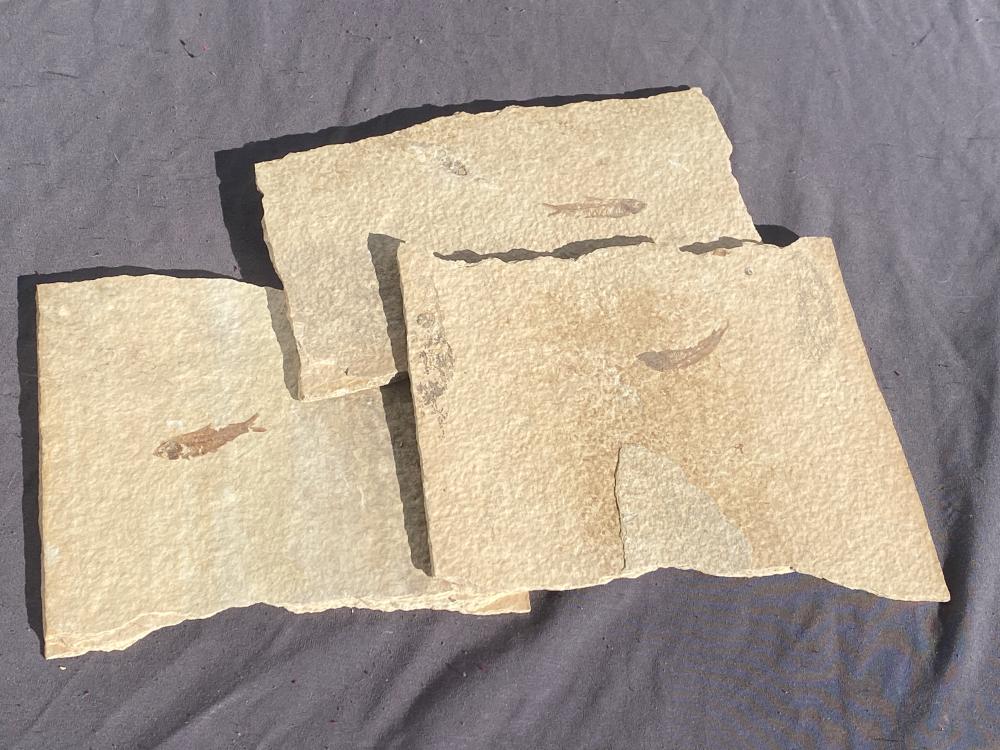 Fish, Fossil, Rock, Collectible, Specimen