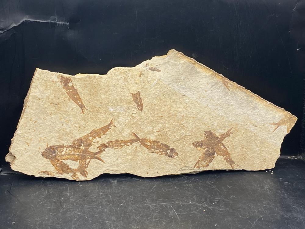 Fish, Fossil, Rock, Collectible, Specimen