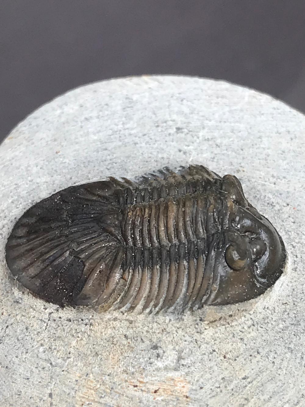 Trilobite, Fossil, Rock, Na... image