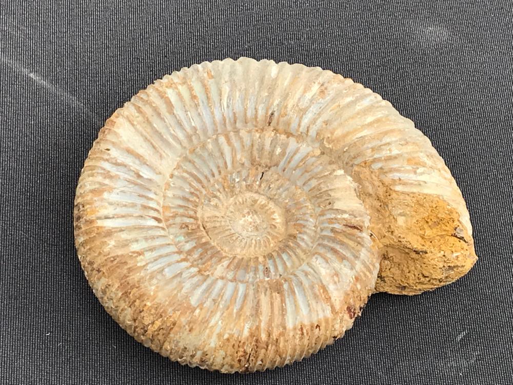 Ammonite, Fossil, Rock, Nat... image