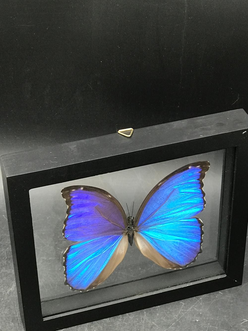 Butterfly, Natural, Decor, Collectible, Insect
