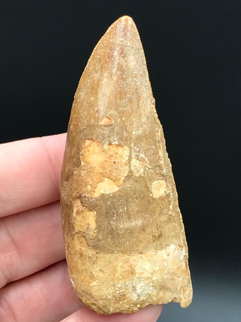 Dinosaur, Fossil, Natural, Collectible, Specimen, Tooth