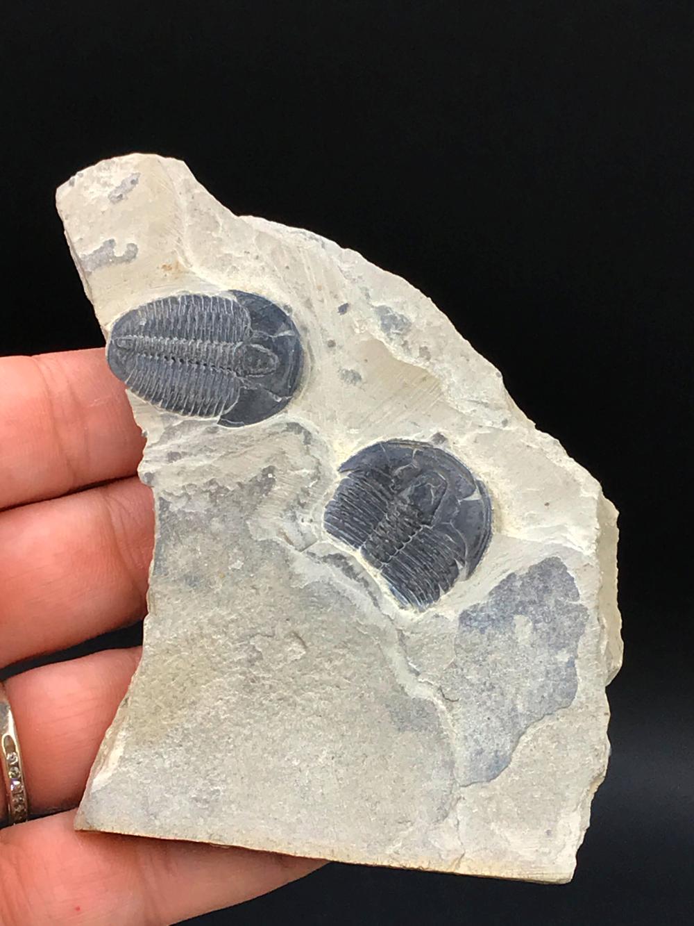 Trilobite, Fossil, Rock, Natural, Collectible, Specimen