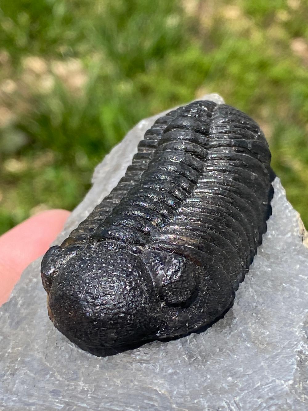 Trilobite, Fossil, Rock, Natural, Collectible, Spe