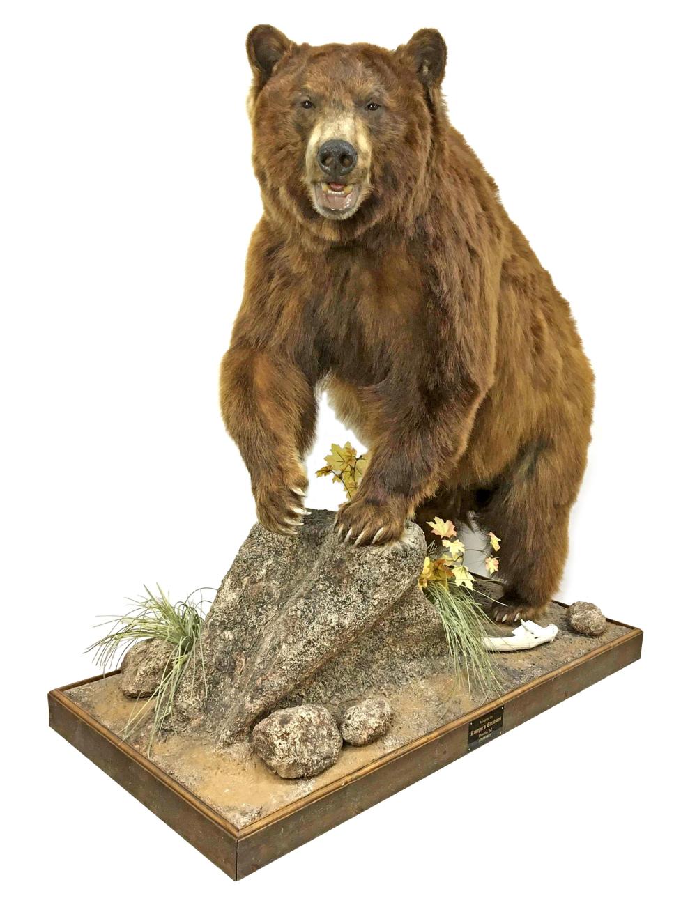 Arizona Black Bear Full Siz... image