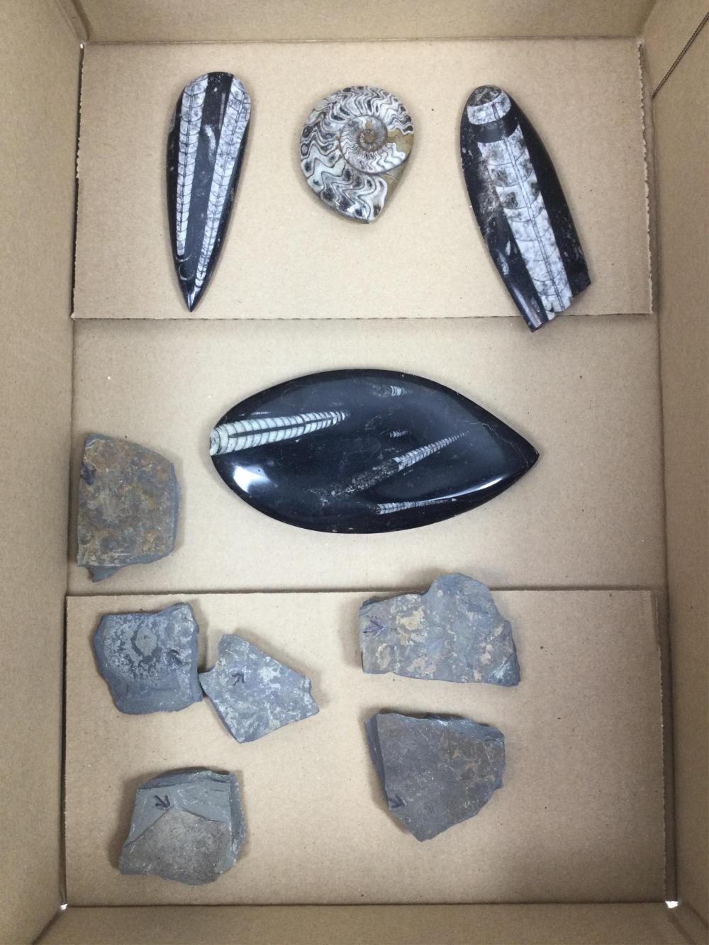 (10pc) Trilobite & Orthoceras Specimens