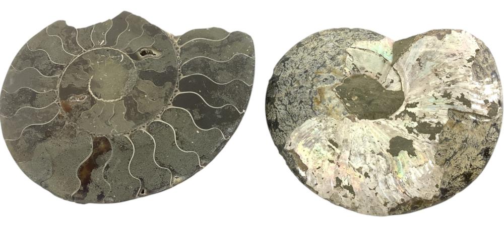 (2) Ammonite Polished Fossil Specimens