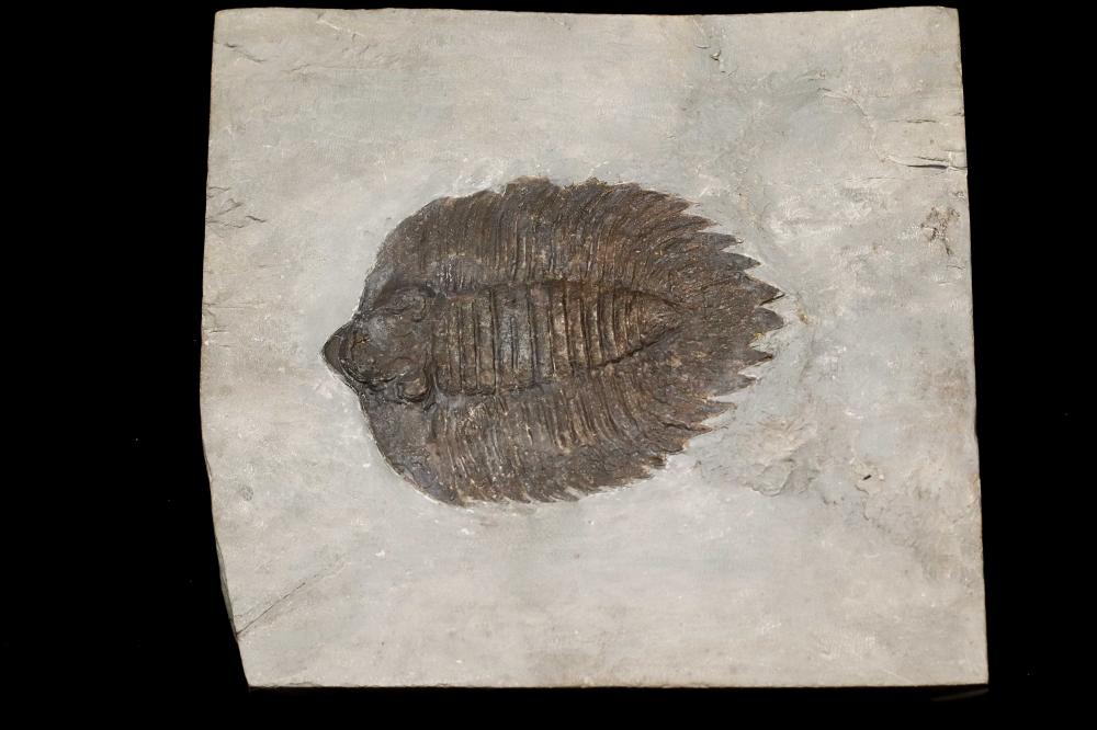 Arctinurus boltoni 古生代 志留紀 ... image