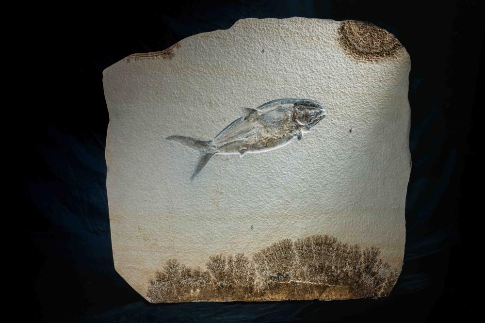中生代 侏羅紀 金尾魚 Caturus sp. image