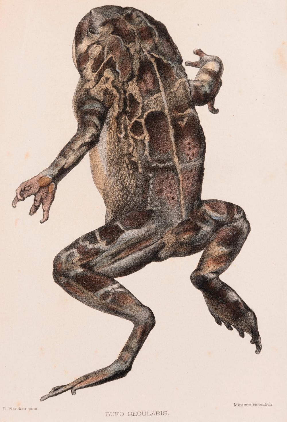 Zoological Society London three coloured lithographs