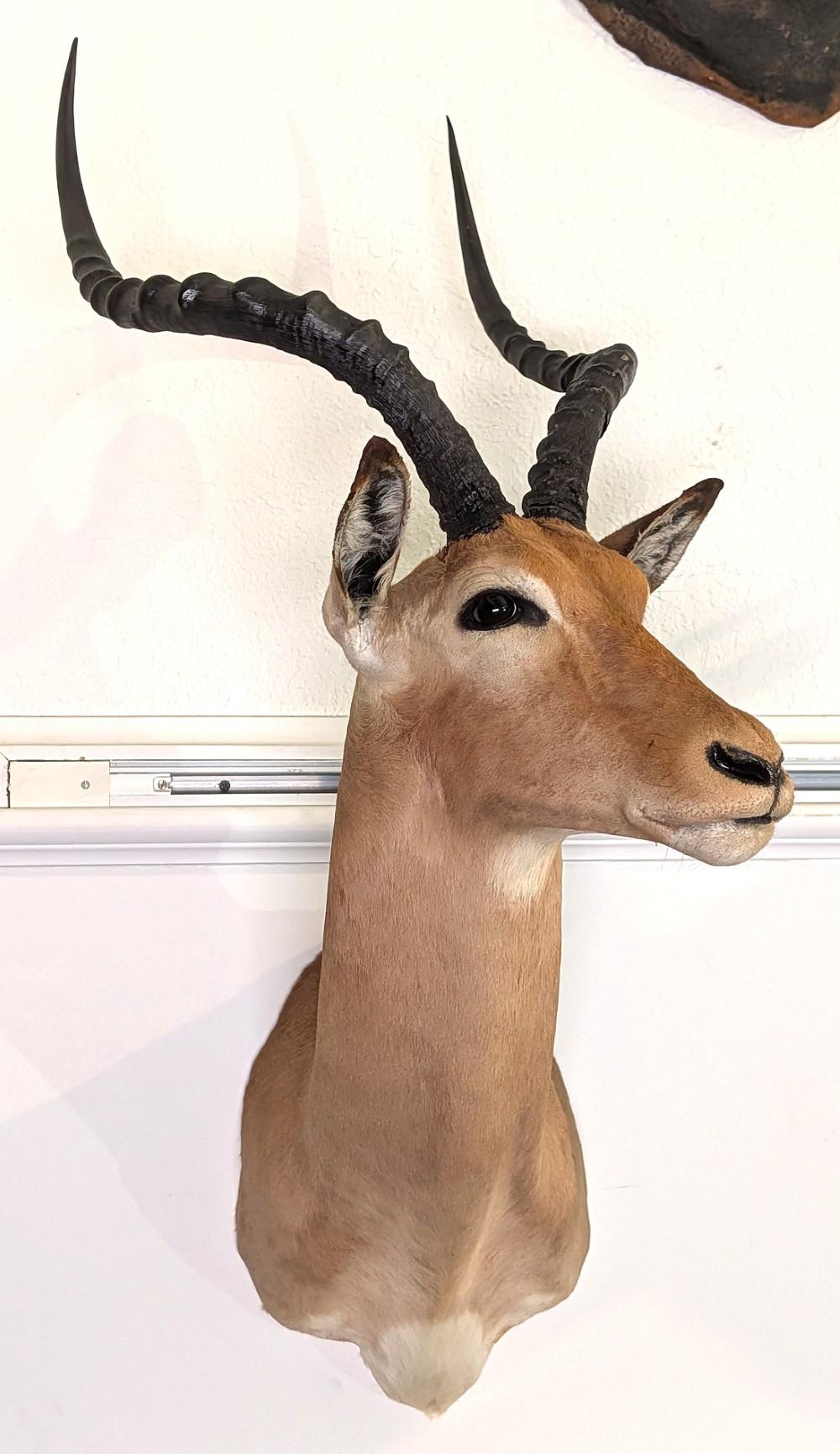 African Impala Shoulder Mou... image