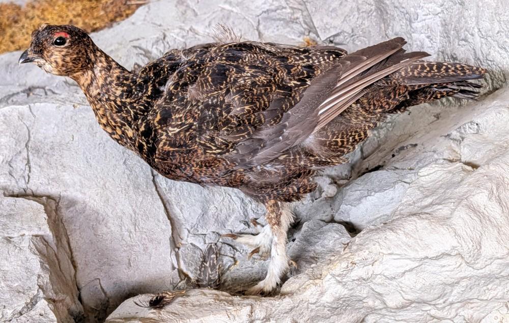 Red Grouse Full Body Taxidermy Mount No Base