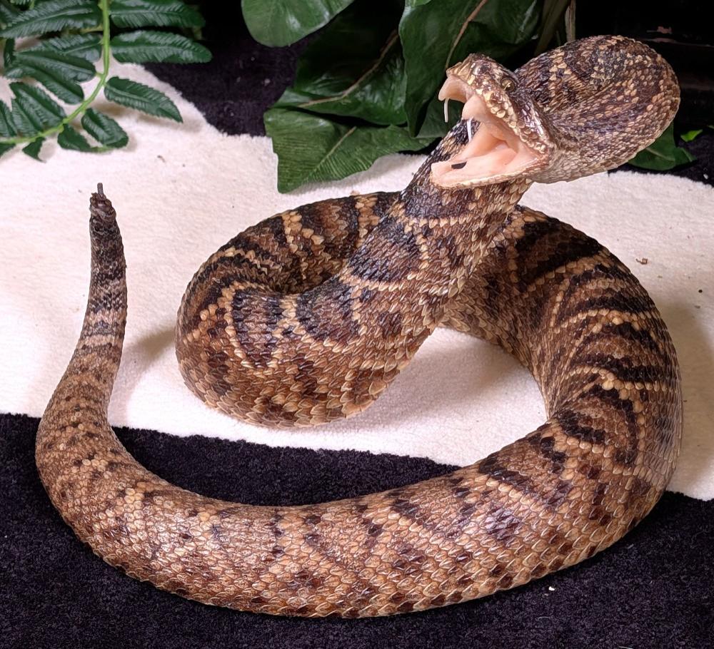Rattlesnake Full Body Taxidermy Mount