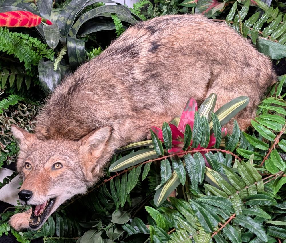 Defensive Coyote Full Body Taxidermy Mount No Base