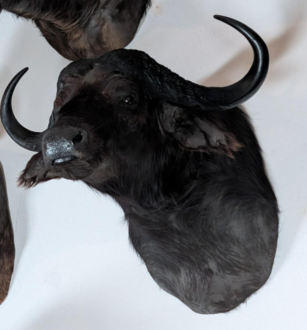 Cape Buffalo Shoulder Mount Taxidermy